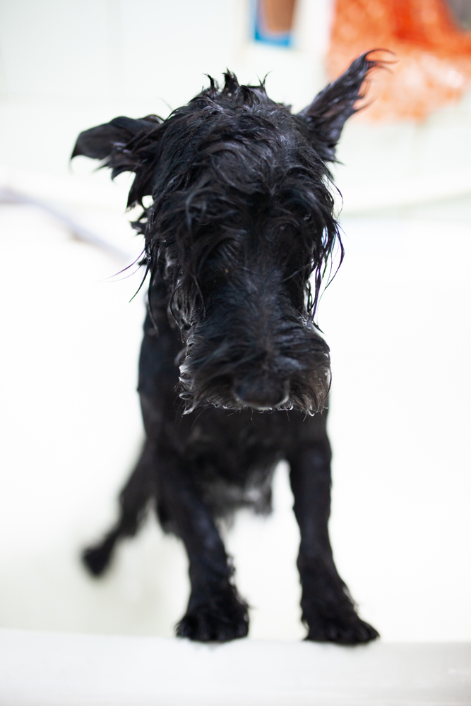 dog care bathing, Scotch terrier