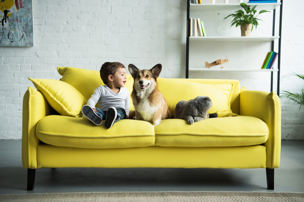 ソファに座る犬と少年