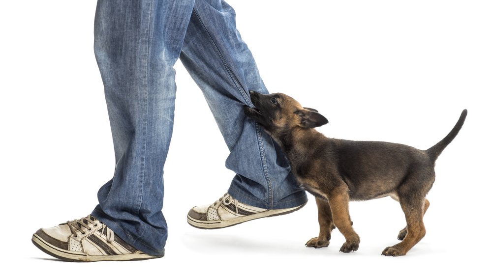 【ドッグトレーナー監修】犬が服を噛んでくる理由とは？犬の気持ちと対処法をご紹介【2023年版】