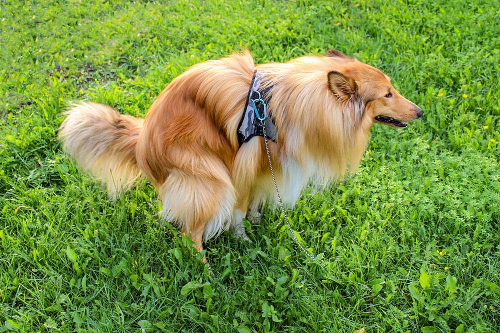 Long-haired (Rough Collie) Lassie excrement / shitting on meadow excrement poop. The toilet dog nature in the green grass 