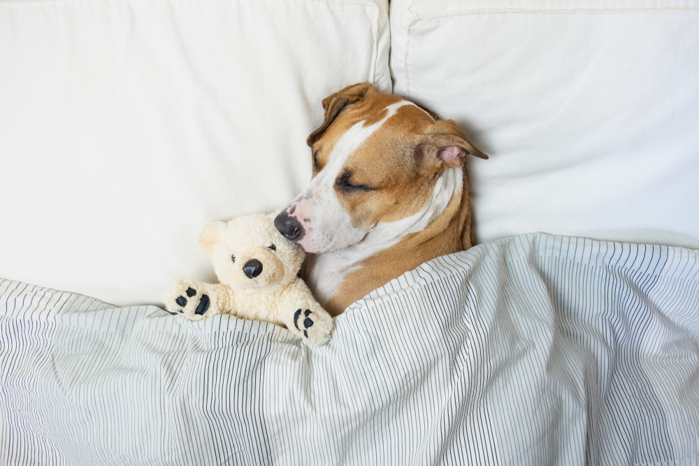 犬にとっても睡眠は重要。質の高い睡眠を促すために飼い主ができることは？