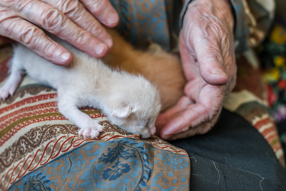 The wrinkled fingers of the elderly person and the babys hand touch the newborn little kittens
