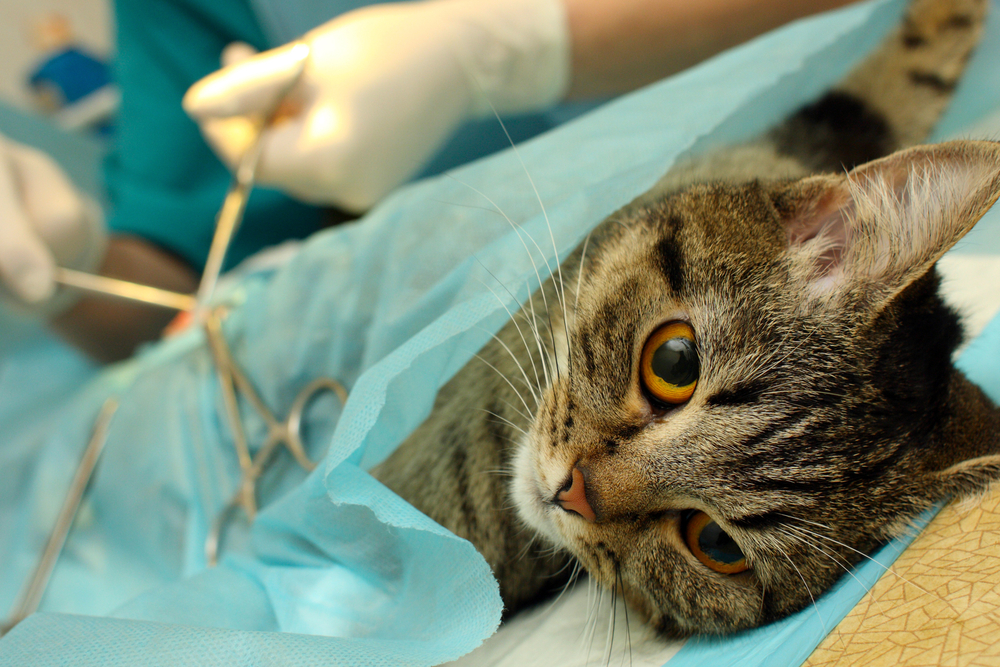 病院で手術を受ける猫