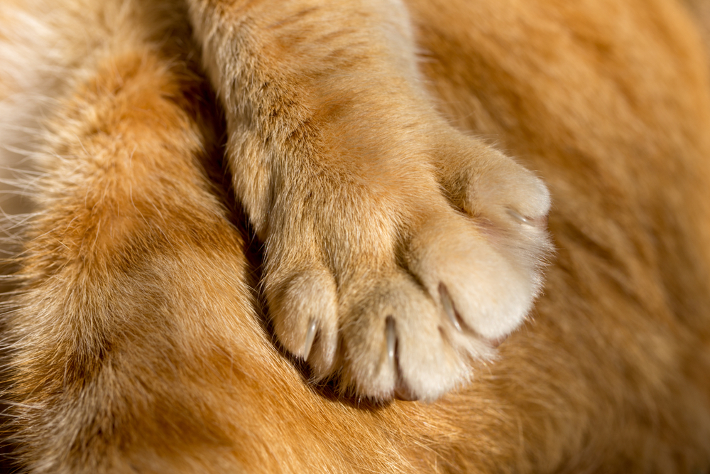 only cat paw is buried in its own fur with long nails