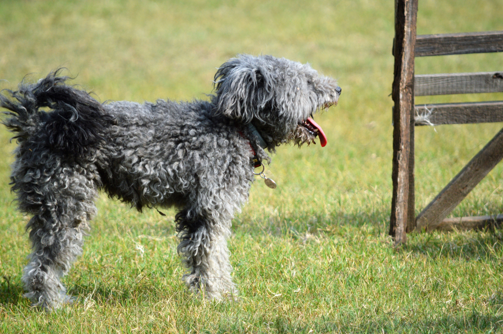 Hungarian Dog Breed Pumi