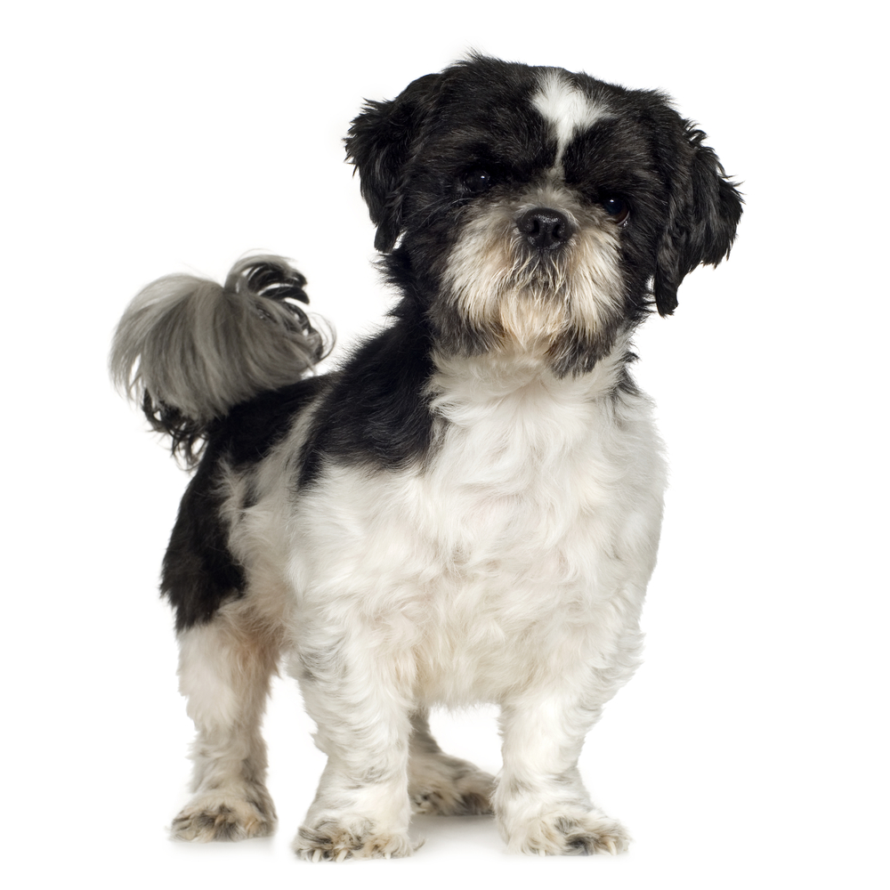 Shih Tzu (5 years) in front of a white background