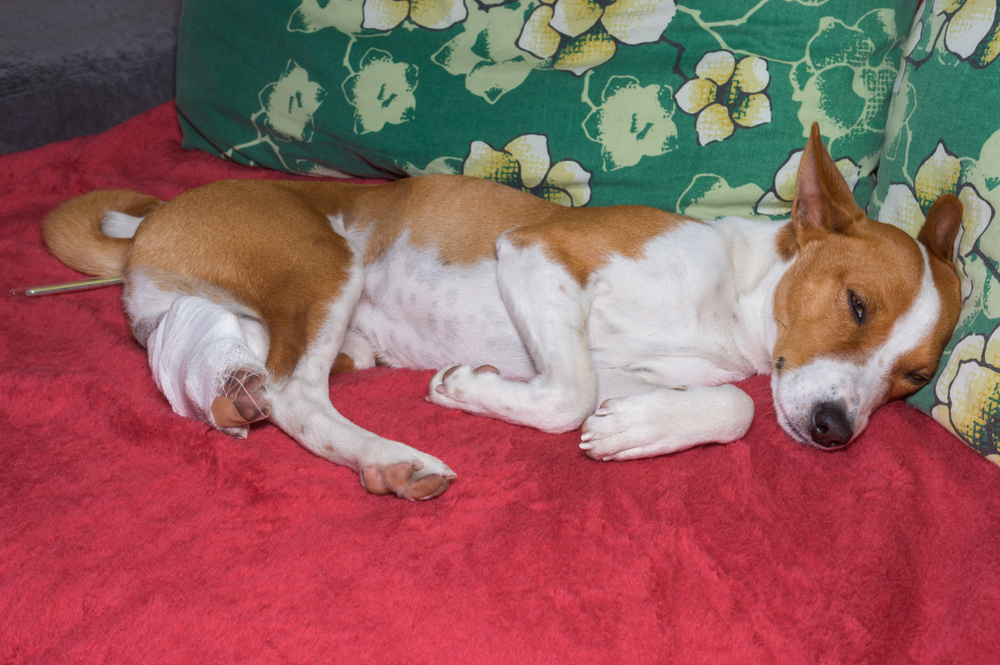 Depressed basenji dog with broken bandaged hind feet lying on a sofa with thermometer in the anus