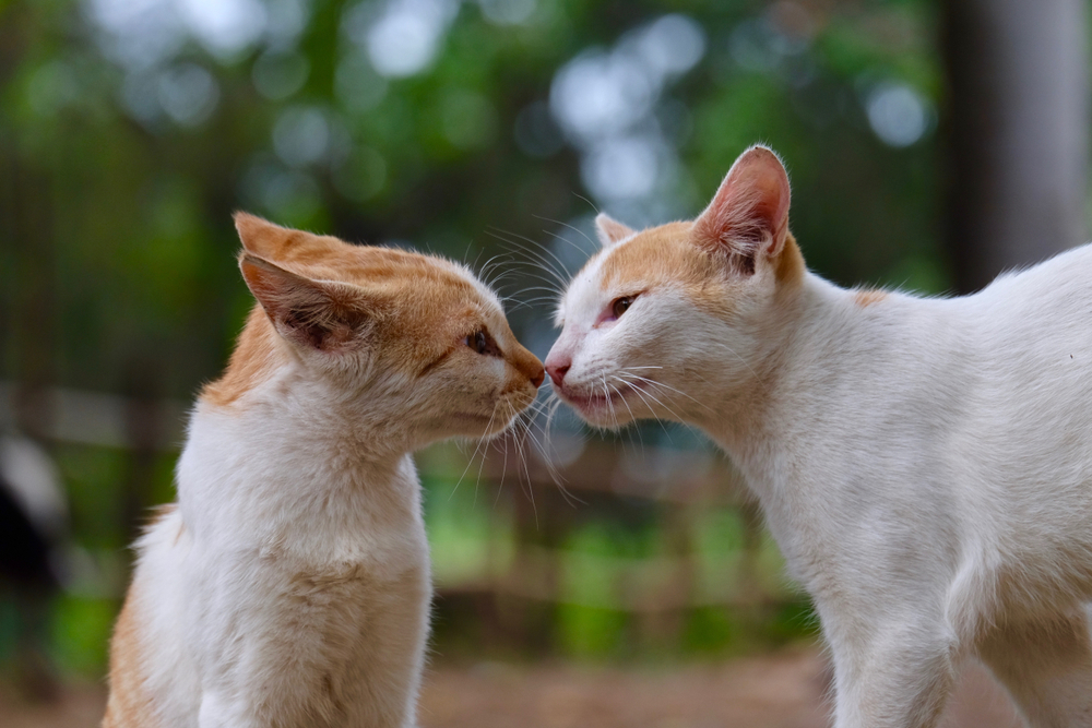 鼻をくっつけてあいさつをしている二匹の猫