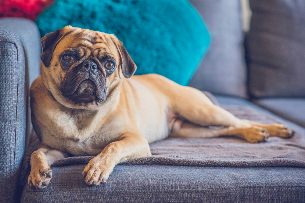 Adult Purebred Pug Lying Down on Grey Couch Looking at Camera