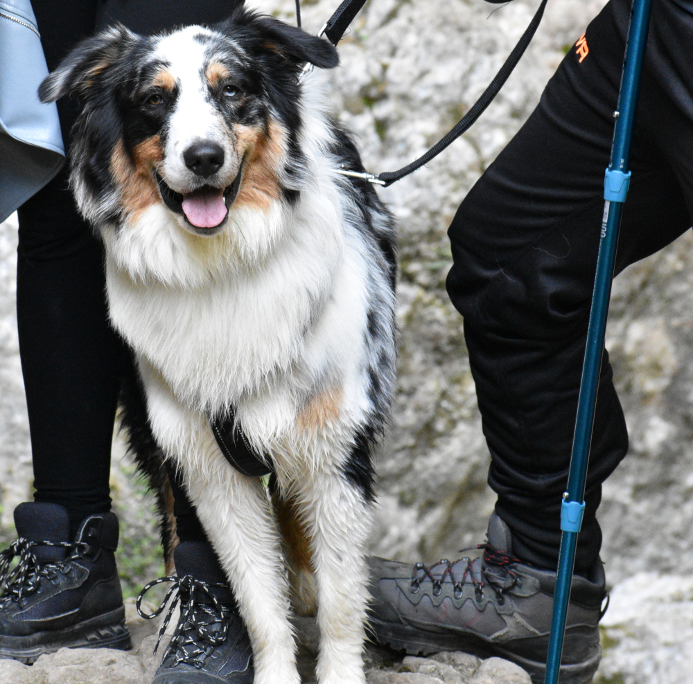 Tri-colored Australian shepherd on leash leaning against a womans leg during an outing (sign of affection or search for reassurance)