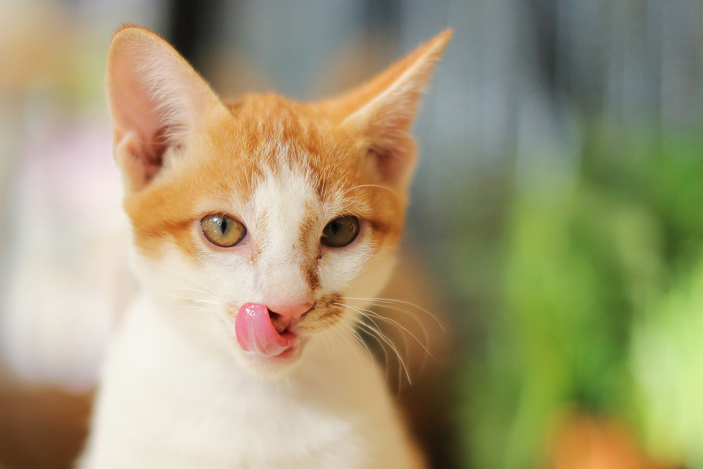 【獣医師監修】ごぼうは猫にとっても健康的な野菜？与えるメリットはある？【2023年版】