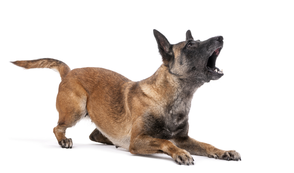 Belgian Shepherd lying in attack posture and barking against white background