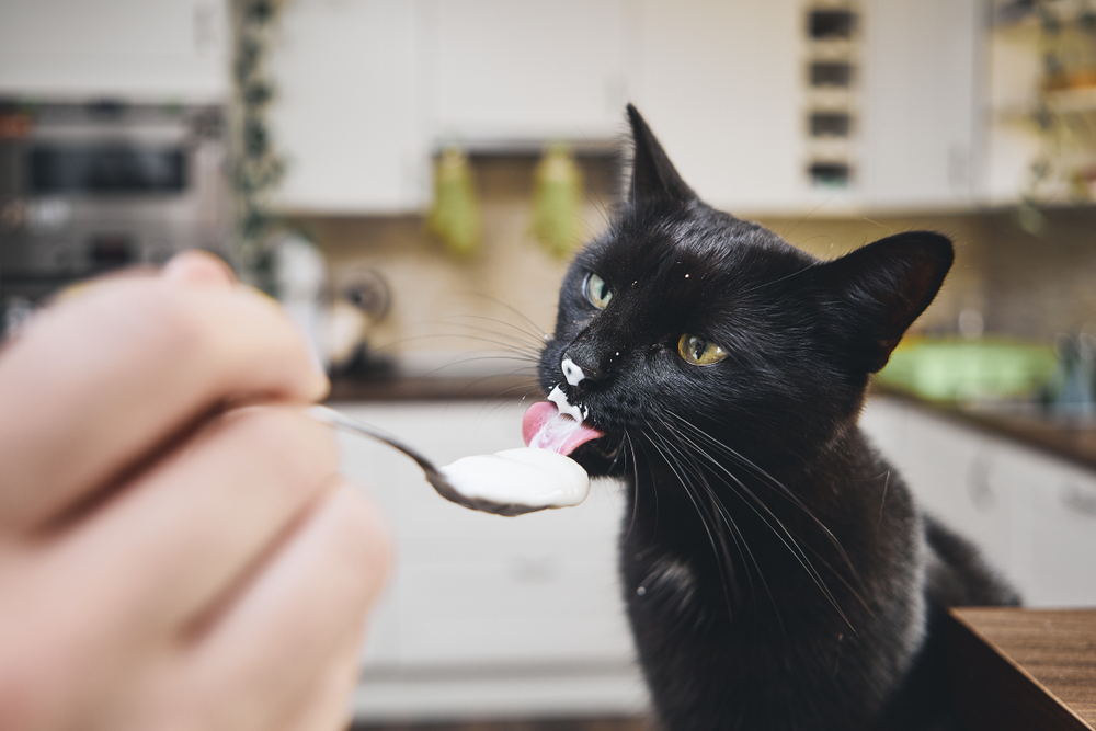 猫にヨーグルトを食べさせても良い？与えるメリットデメリットを紹介します！