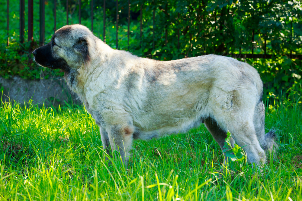 Dog breed Alabai is standing on the green grass