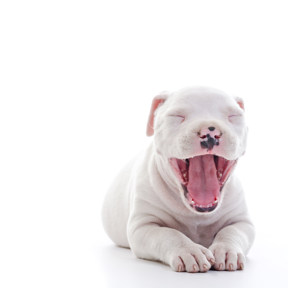 American Staffordshire Terrier Dog Puppy yawning