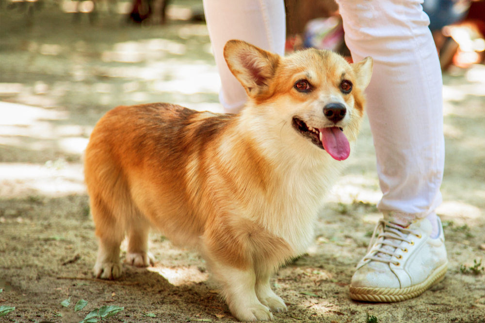 Welch corgi pembroke dog stands in front of the owner (white jeans are visible), outdoors, sunny day.  Purebred dog smiling. Pretty dog face. World famous breed.