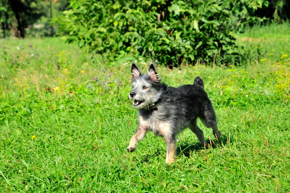The dog runs and barks. Mongrel dog, mongrel dog similar to the breed Cairn Terrier or a Australian terrier.