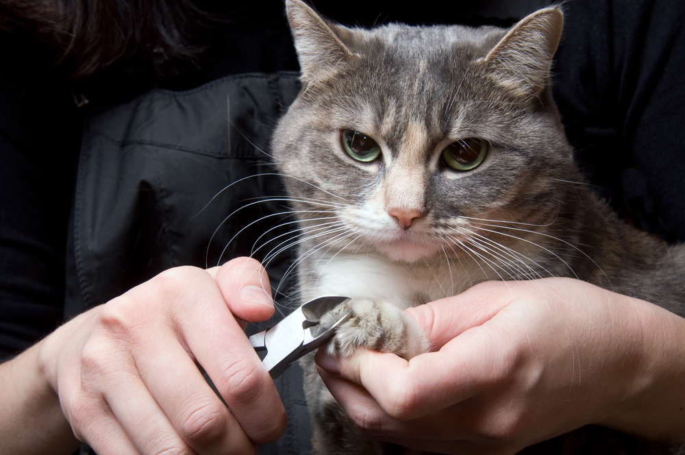 猫が爪切りが嫌い？猫が爪切りを嫌がる理由とその場合の3つの対処法を紹介