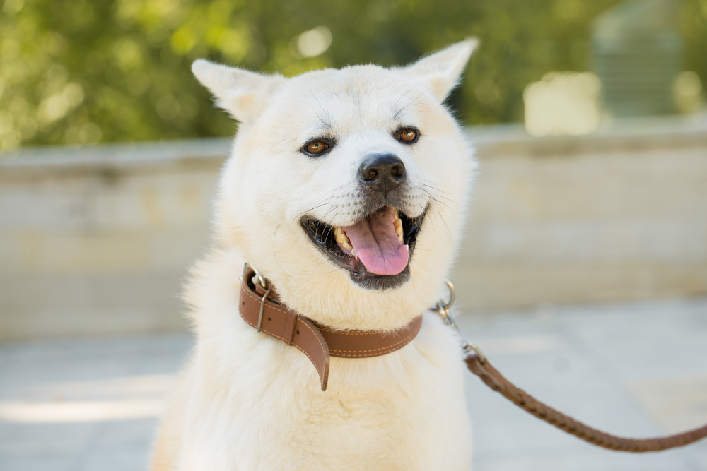 Japanese hunting dog breed kisyu, Beautiful portrait of a white dog close up