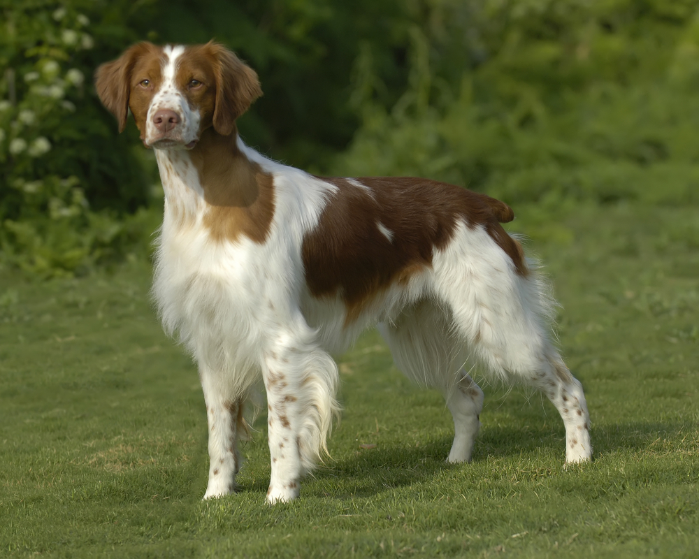 A portrait of a American Brittany dog.