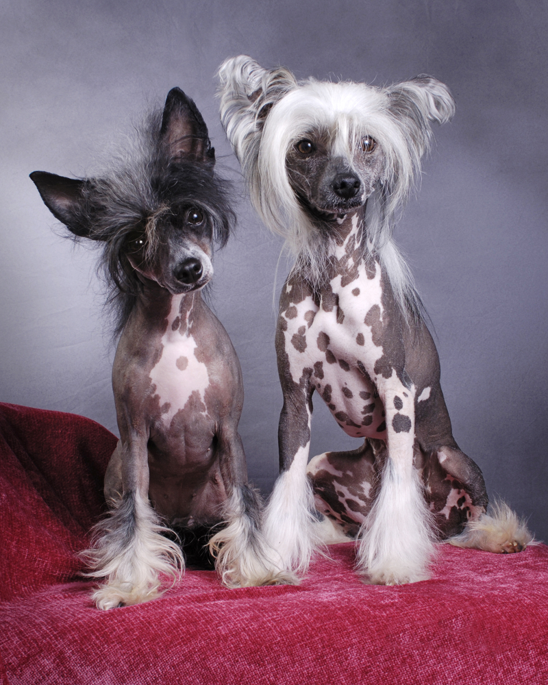 A portrait of a pair of Chinese Crested Dogs