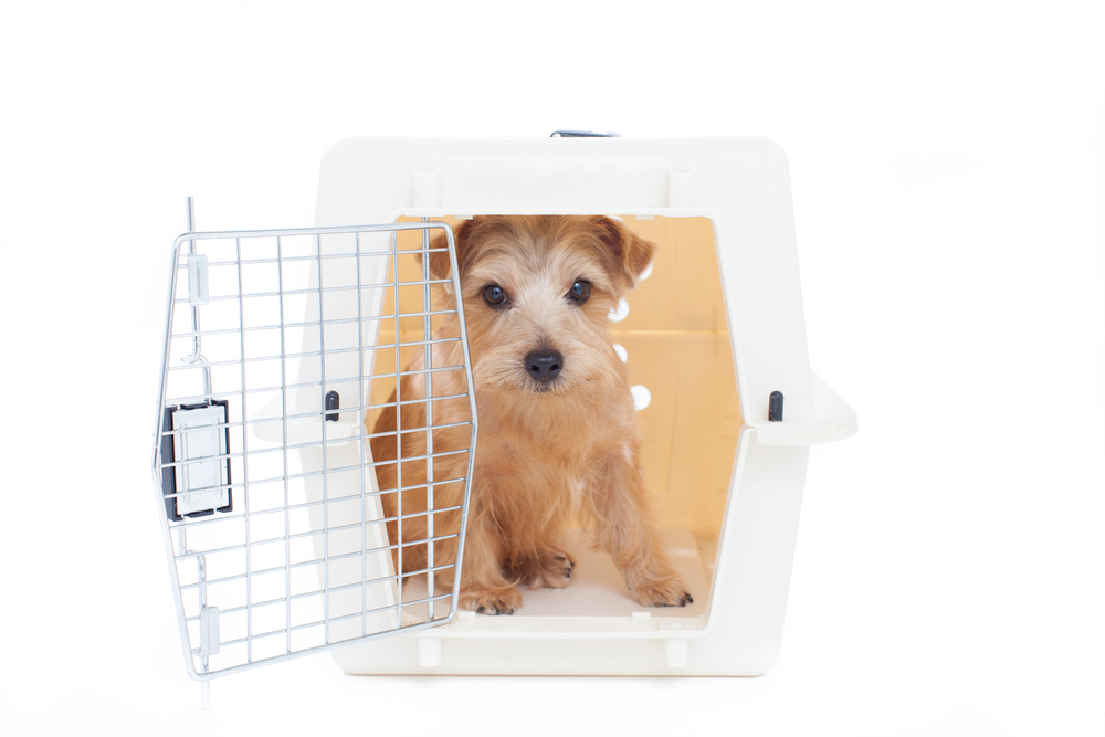 Norfolk terrier dog in pet carrier isolated on white background