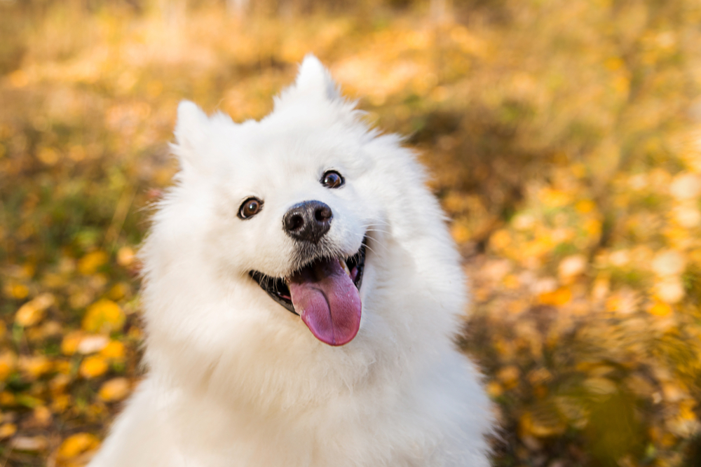 Portrait of white Samoyed dog on a background of autumnal nature