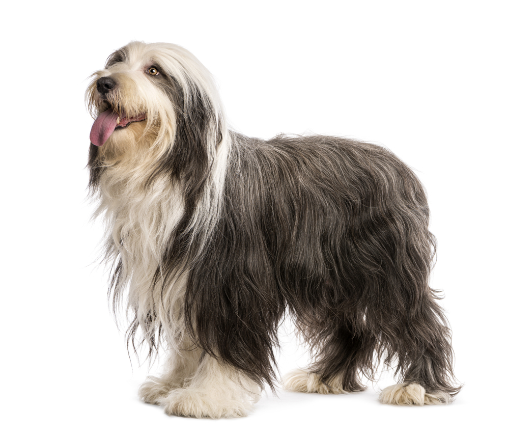 Bearded Collie, 5 years old, standing against white background