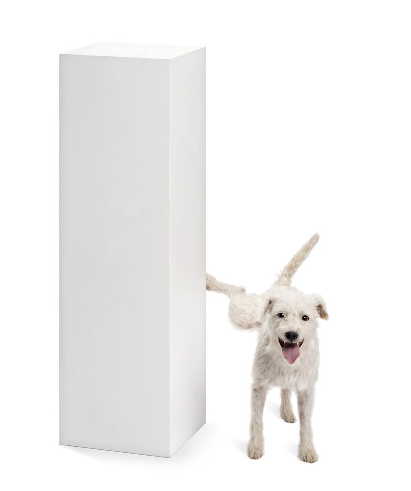 Parson Russell terrier urinating on a pedestal against white background
