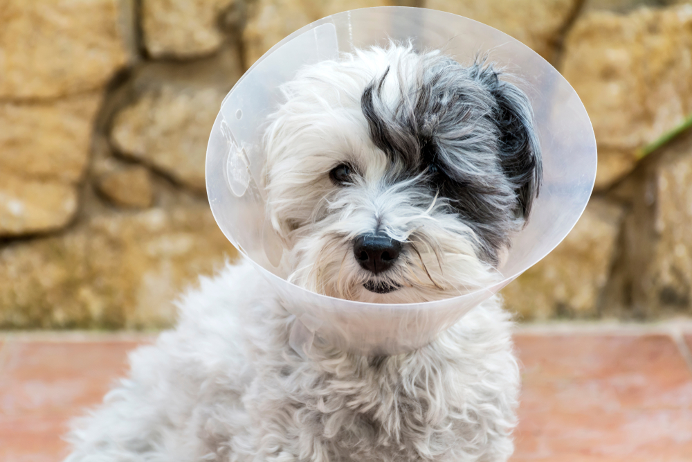 Havanese Dog with a Plastic Elizabethan  Collar for Protection after Surgery