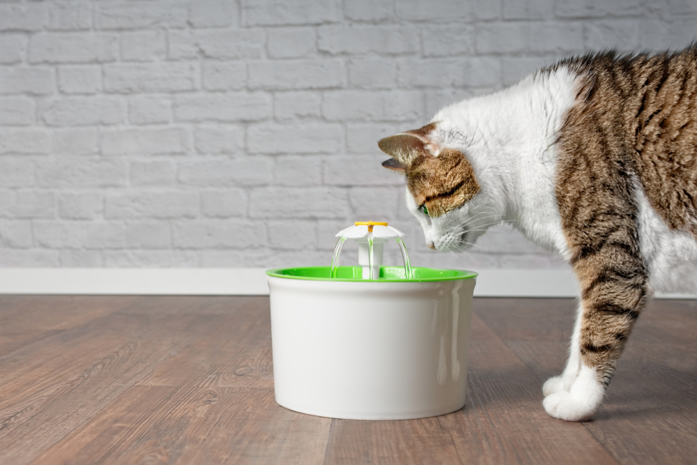 ペット用の給水器を眺める猫