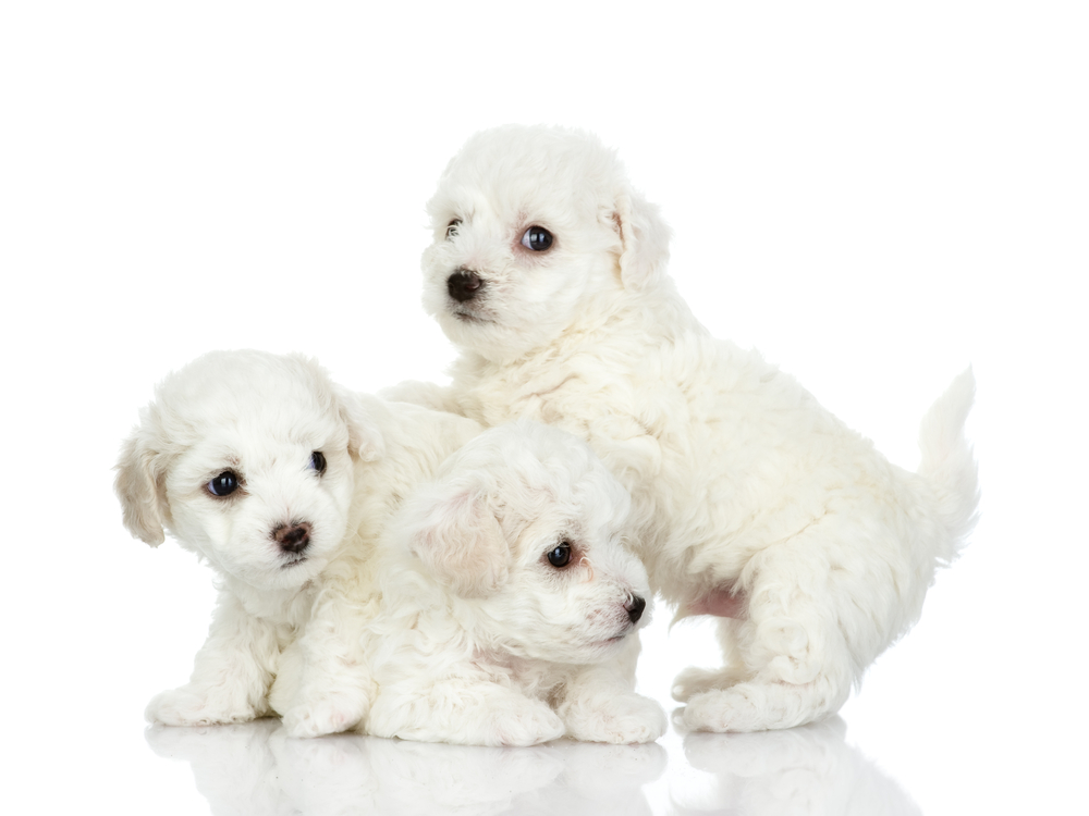 白いふわふわの小型犬6選！それぞれの特徴や性格を紹介！