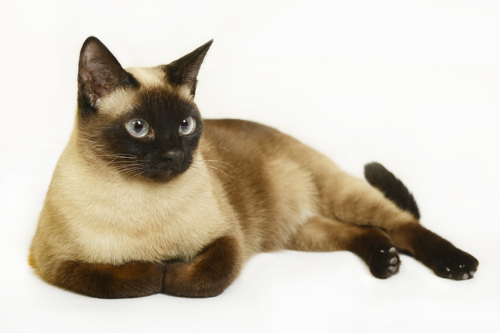 Siamese cat on the white background