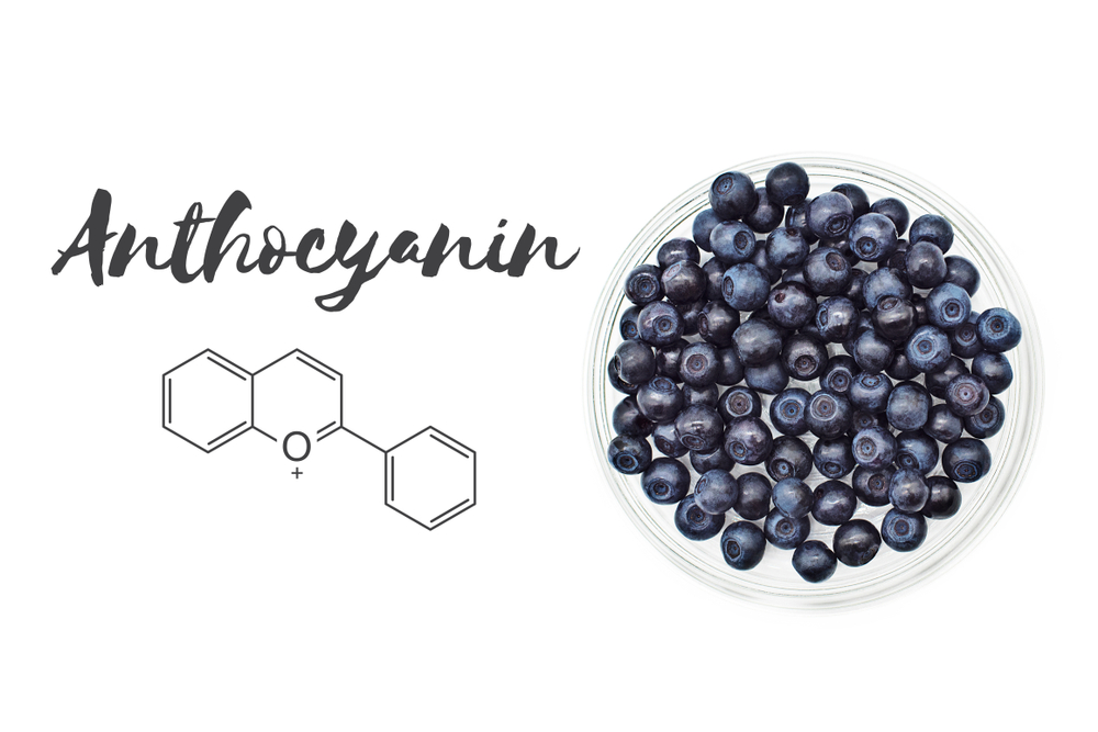 Anthocyanin chemical structure and bilberries (european blueberries, Vaccinium myrtillus L.) isolated on white background.