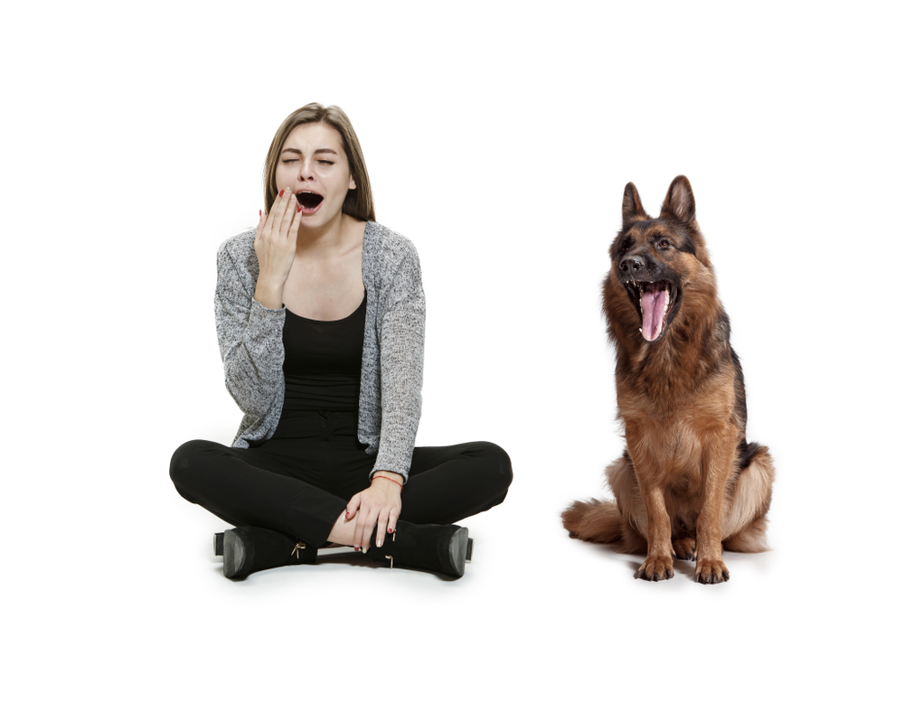 人から犬にあくびがうつることがある！あくびが伝染する理由を解説します！