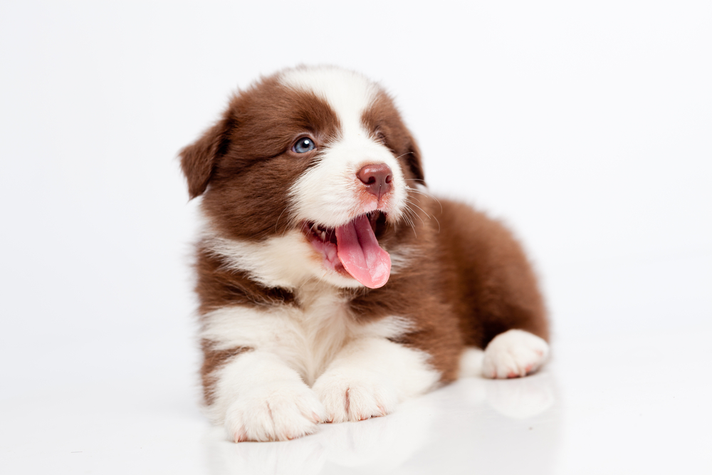 Border collie puppy, on a white background