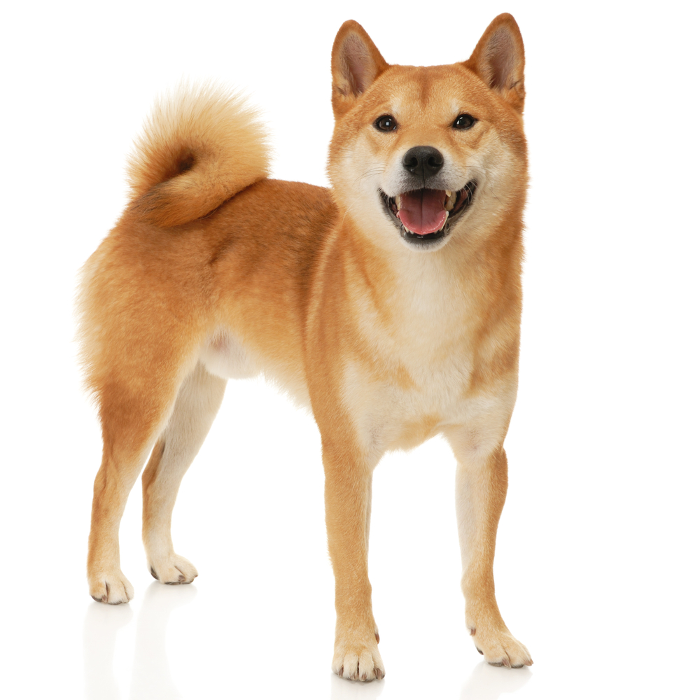 Japanese Shiba Inu dog in front of a white background
