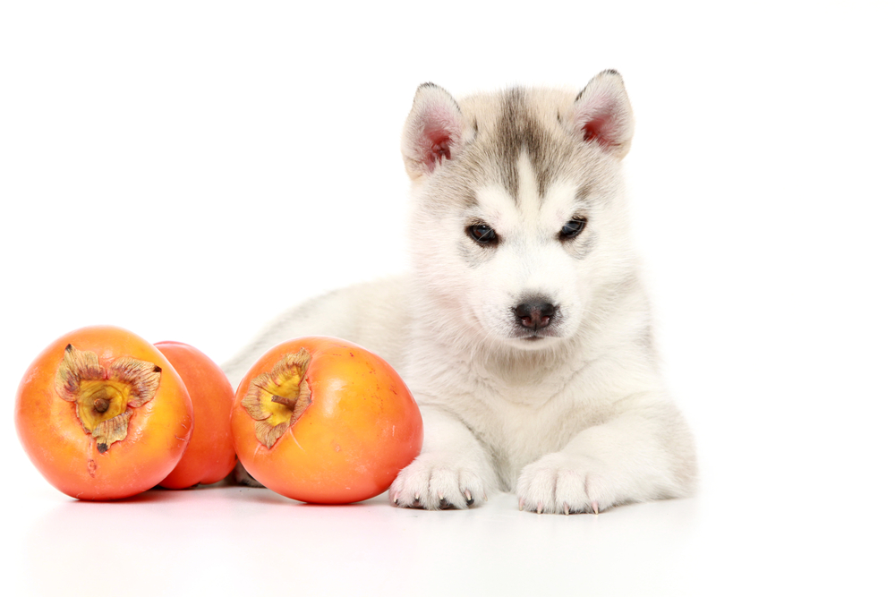 【獣医師監修】犬に柿はOK！食べてもいい量と与えるときの注意点！【2023年版】