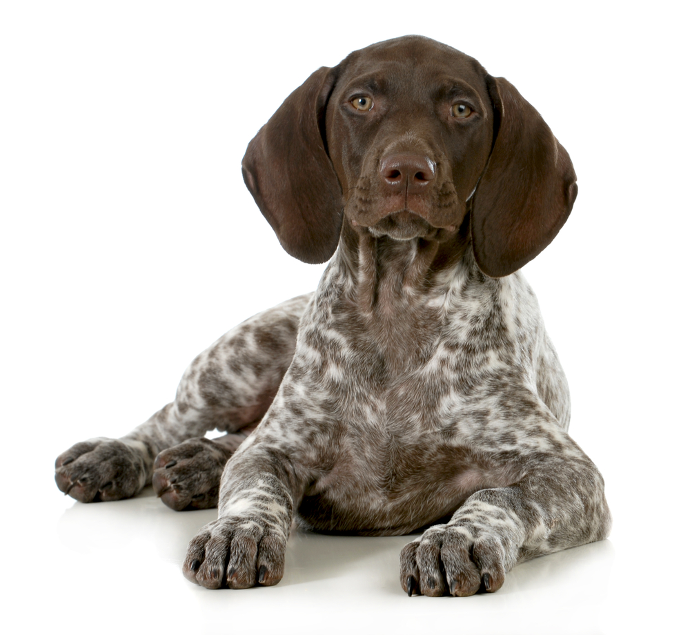 german short haired pointer puppy laying down on white background - 10 weeks old