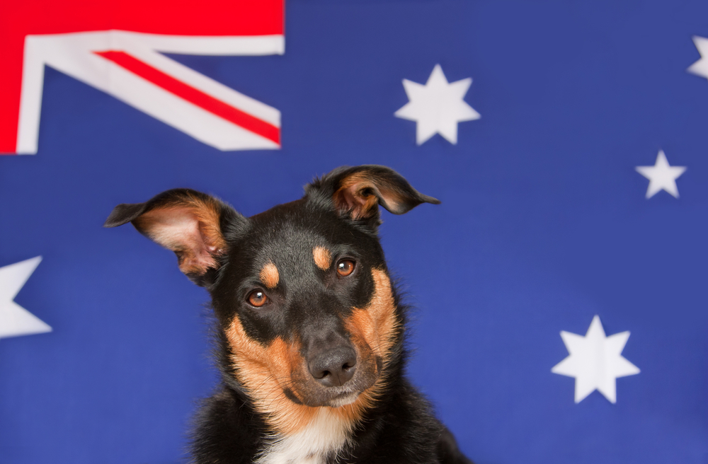 オーストラリアで人気の犬種とは？世界のペット事情を知ってみよう！