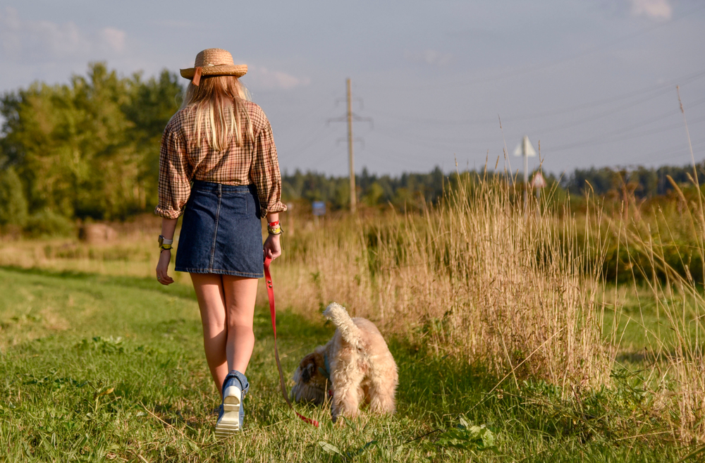 Girl and dog Irish wheat soft-coated Terrier go on a country road under the rays of sunset in the summer field