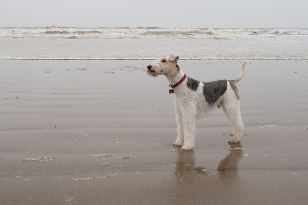 Wire haired fox terrier on a wet beach, tide out Norfolk coast UK