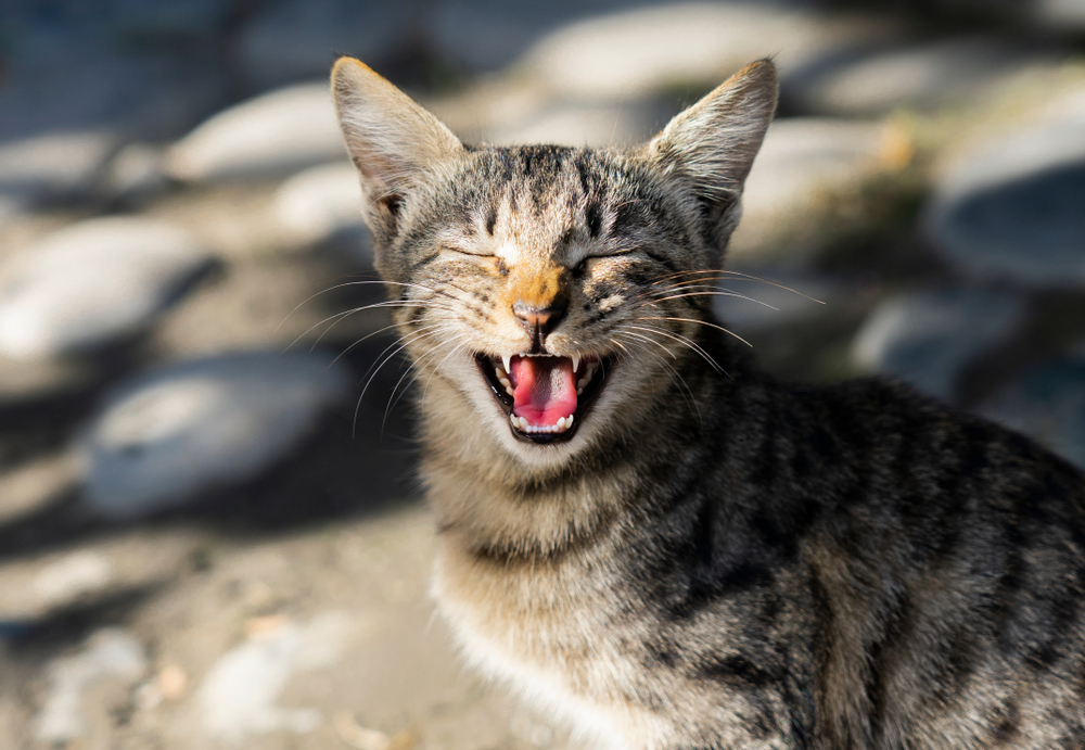 よく鳴く猫とほとんど鳴かない猫の違いって何？猫が鳴き続ける理由と対策を解説