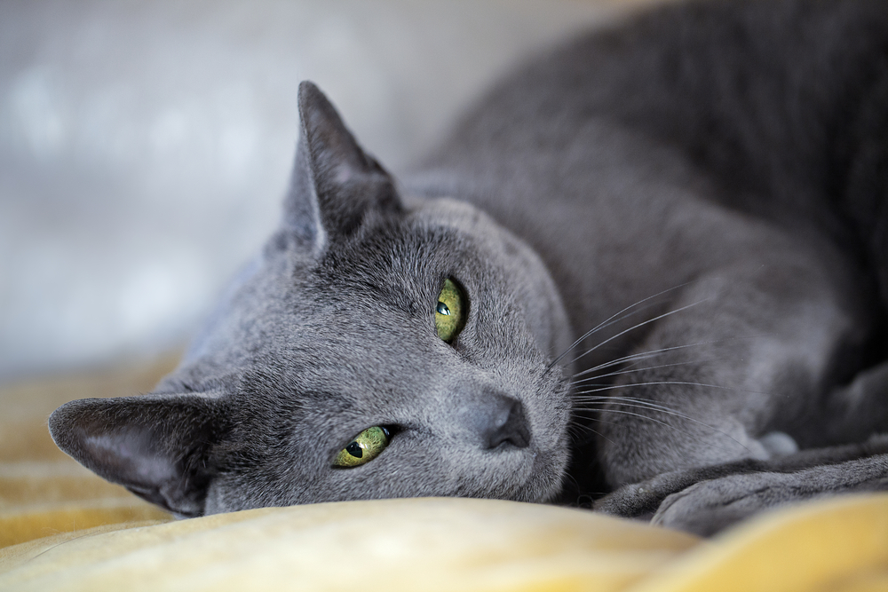 Studio portrait of an elegant purebred Russian Blue Cat