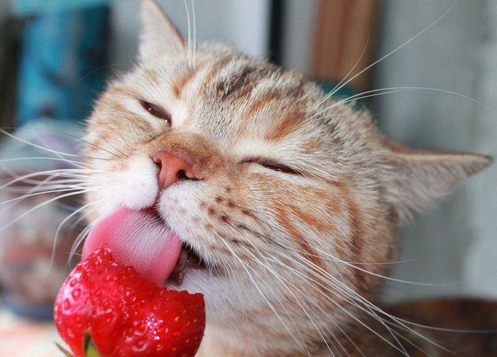 【獣医師監修】猫にイチゴを食べさせても大丈夫？与え方の注意点や効能を解説【最新版】