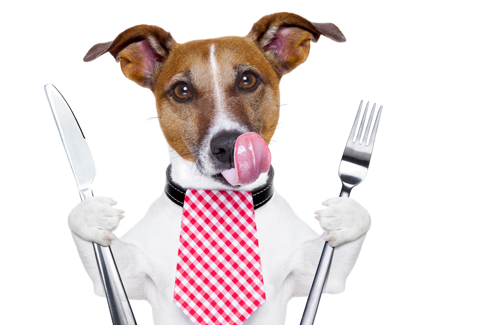 hungry dog with knife and fork  for dinner