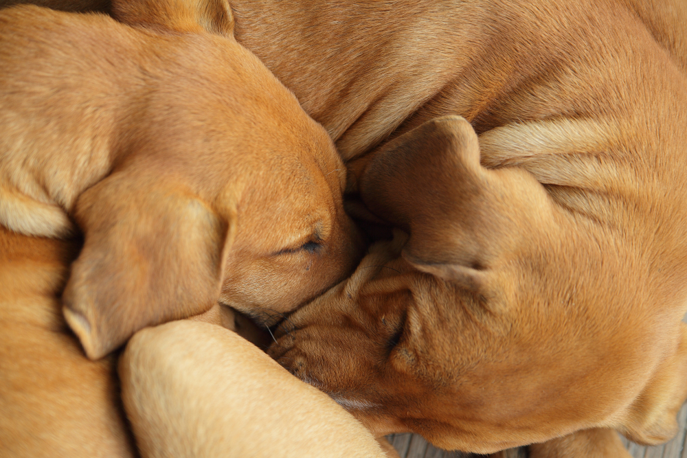 Close up of two cute street dogs sleeping close together with their faces burrowed into each other’s.