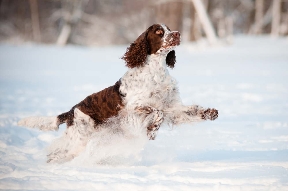 springer spaniel dog running and jumping outdoors