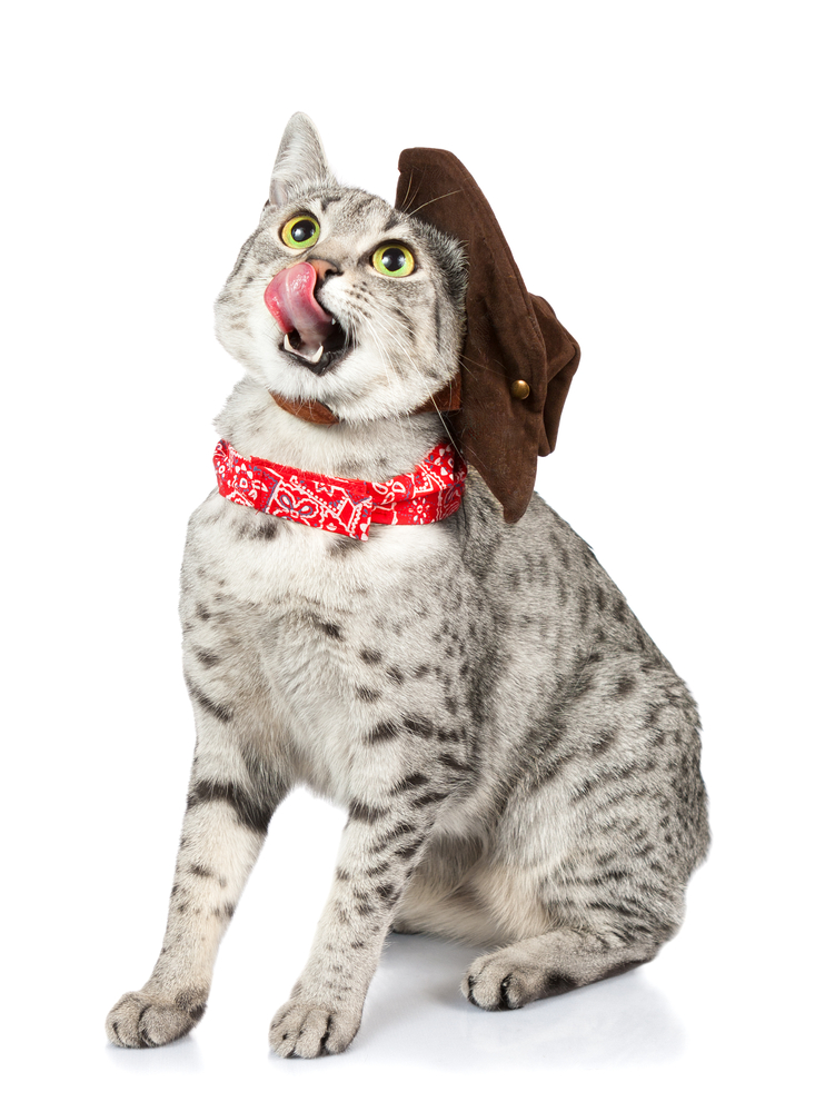 A cute Egyptian Mau purebred cat with a cowboy hat and a red bandana.  She is looking up and licking her lips
