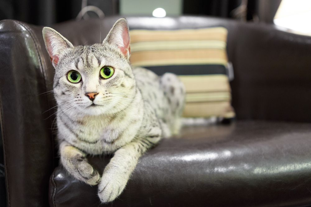 A comfortable Egyptian Mau cat relaxes on a leather chair.  Shallow depth of field is focused on the eyes